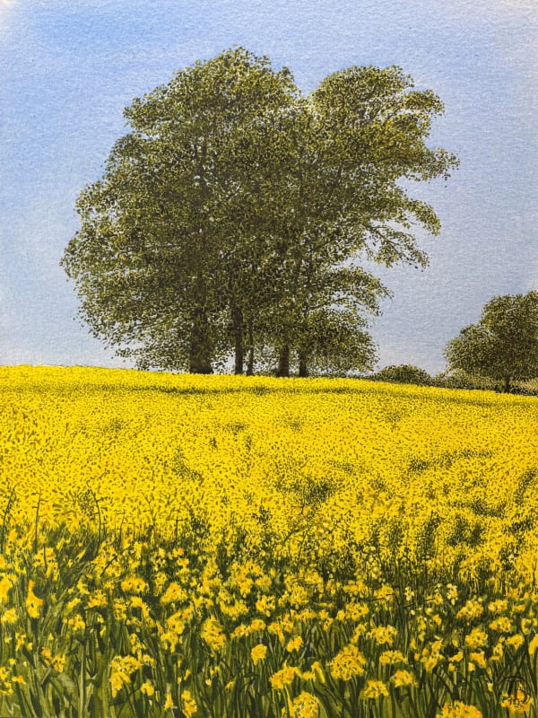 John Davies, In a Warwickshire Rape Field (I)