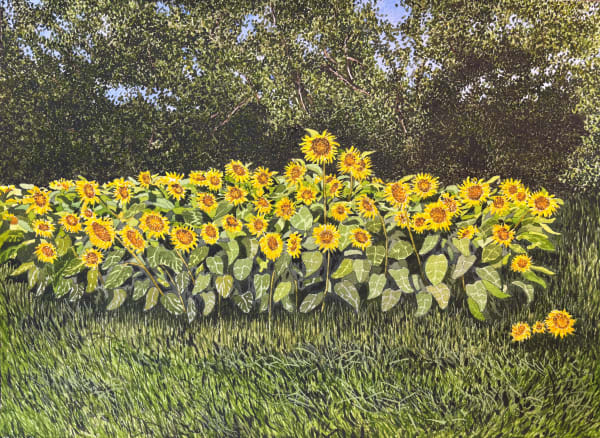 John Davies, A Late Crop of Sunflowers near St Martial de Viveyrol, Dordogne (II)