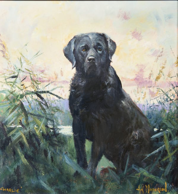 Arthur Karl Maderson - Charlie after evening dip - black labrador