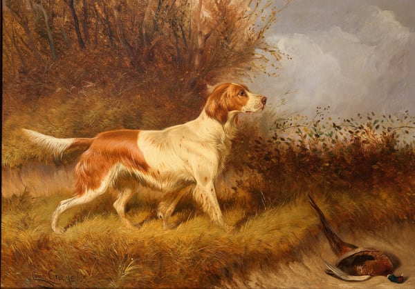 Colin Graeme (Roe) - Red & White Setter
