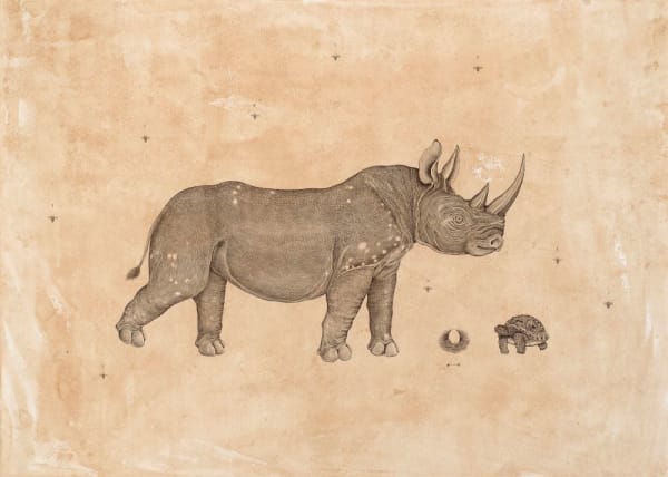 Andrea Collesano, DICEROS BICORNIS (Black Rhino) , 2025