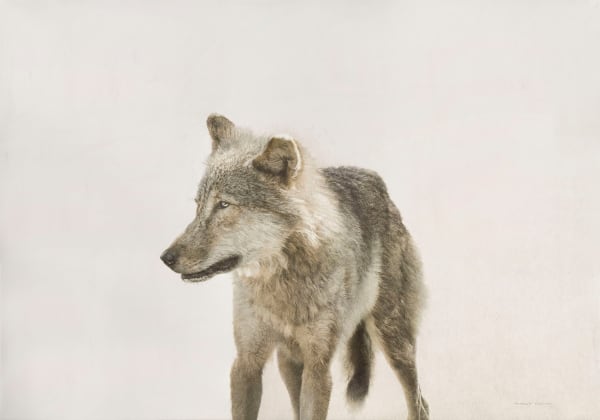 Marzio Tamer, Young Wolf, 2022