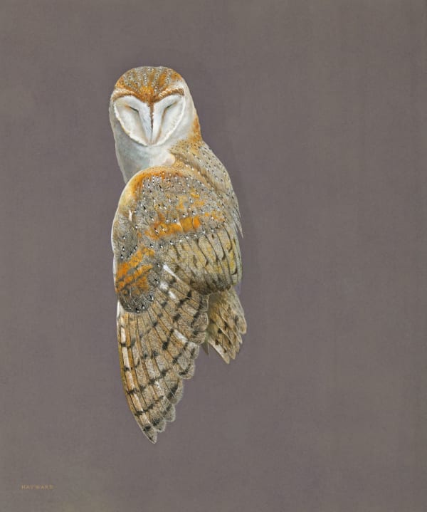 Tim Hayward, Barn Owl, 2024