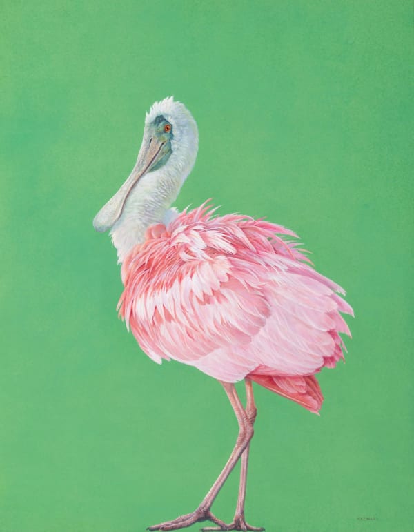 Tim Hayward Roseate Spoonbill, 2025 Watercolour & gouache on Saunders Waterford 300 gsm paper 36 x 28 ins (91.4 x 71.1 cm) (artwork size) 36.61 x 28.35ins (93 x 72cm) (framed size) Signed 'Hayward' (lower right)