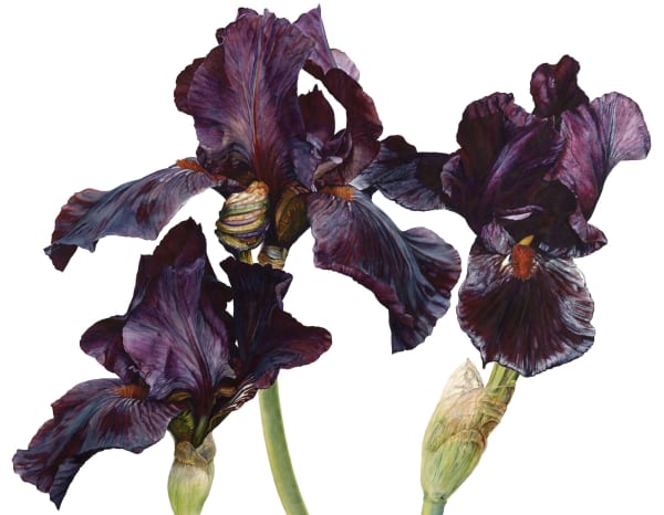 Rosie Sanders, Dangerous Beauty