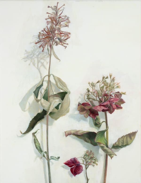 Susan Angharad Williams, Buddleia and Hydrangea, 2025