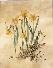 Kate Nessler, Narcissus and Oak Leaves