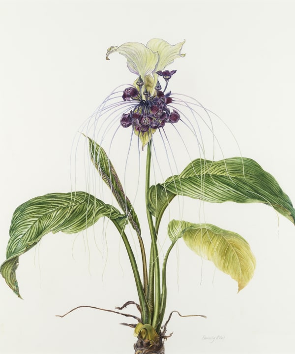 Beverly Allen, White bat flower - 'Tacca integrifolia’