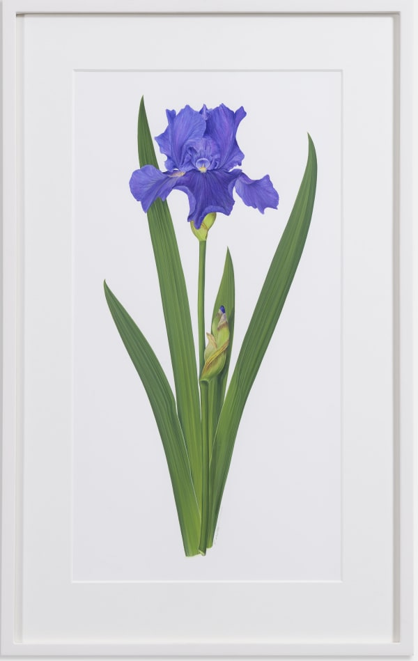 Kate Nessler, Bearded Iris Purple