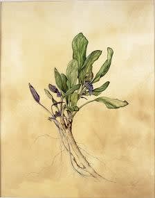 Kate Nessler, Bluebells