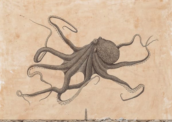 Andrea Collesano, ASCENSIONE ( Octopus ), 2025