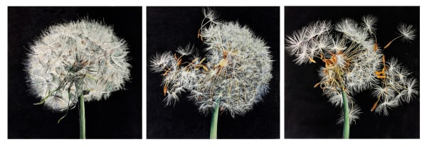 Rosie Sanders, One o’clock, two o’clock, three o’clock.....