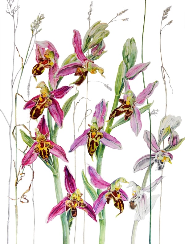 Rosie Sanders, Bee Orchids, 2022