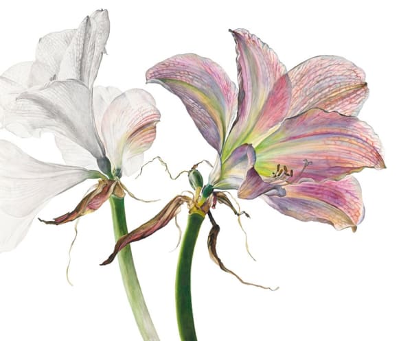 Rosie Sanders, Drawn Out of the Light