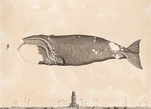 Andrea Collesano, Patronus, 2023