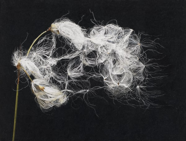 Rosie Sanders, Cotton Grass