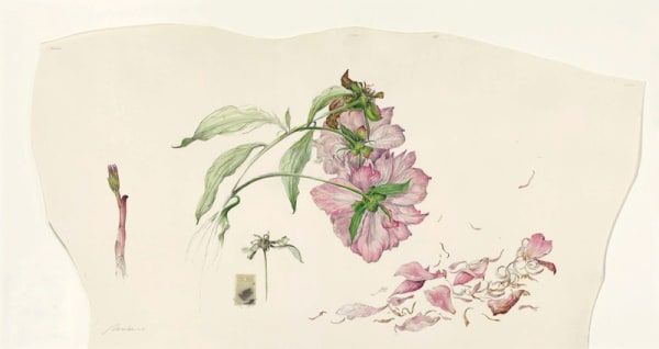 Kate Nessler, Peony