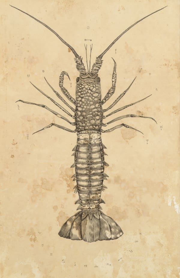 Andrea Collesano Immersionem, 2018 ink on paper 11.5 x 17ins (28 x 43cm) (artwork size) 15 x 20.7ins (38 x 53cm) (framed size)