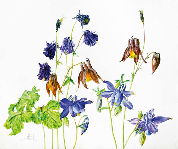 Rosie Sanders Columbines, 2023 Watercolour on Arches 640 gm paper 30.31 x 35.43ins (77 x 90cm)