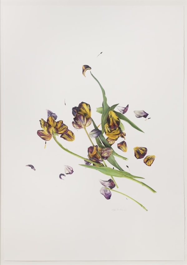 Fiona Strickland Scattered (English Florists’ Tulips), 2021 Watercolour on Fabriano Artistico HP 640gsm 40.5 x 29.1ins (103 x 74cm) (artwork size) 45.5 x 33.8ins (115.8 x 85.9cm) (framed size)