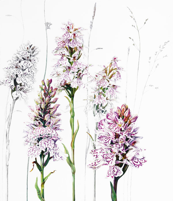 Rosie Sanders Where Wild Orchids Grow, 2023 Watercolour on Arches 640 gm paper 40.16 x 33.86ins (102 x 86cm)