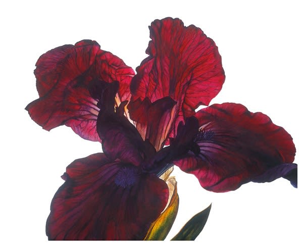 Rosie Sanders, Iris Series 4