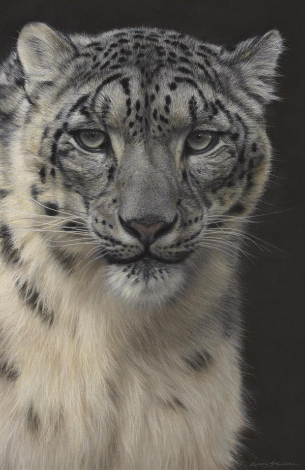 Gary Stinton Observed by Snow Leopard, 2021 Pastel 15 x 10ins (38.1 x 25.4cms) (artwork size)