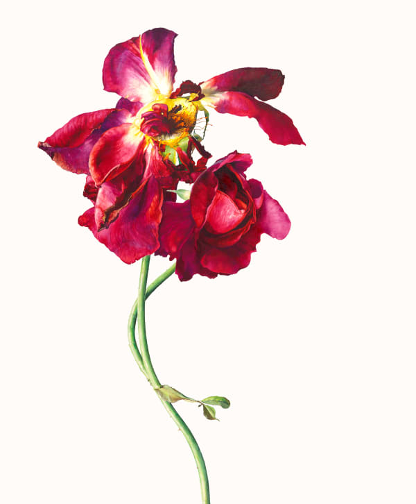 Rosie Sanders, Touch