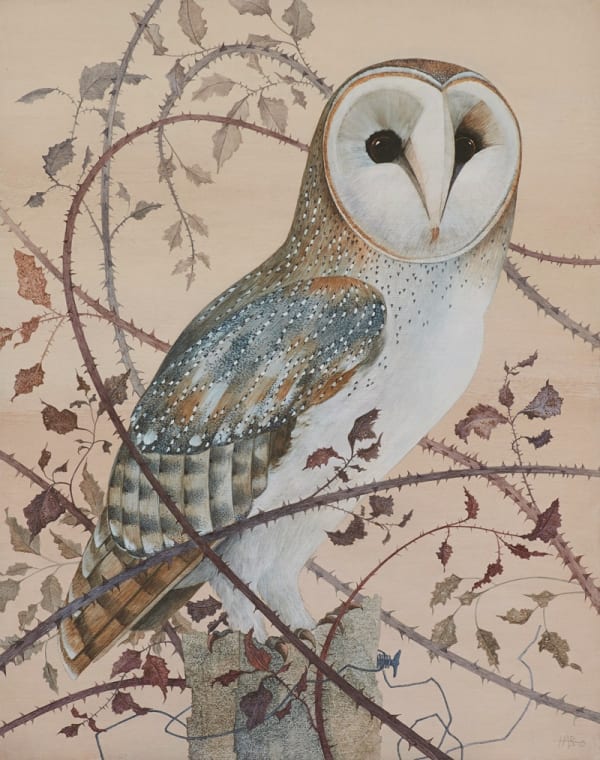 Harriet Bane, Barn Owl in Brambles