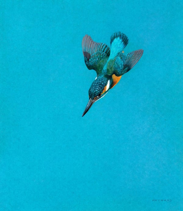 Tim Hayward, Kingfisher, 2024