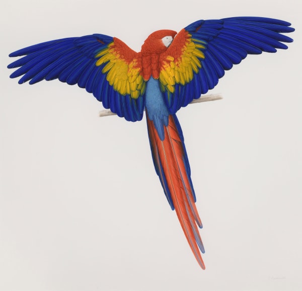 Elizabeth Butterworth Scarlet Macaw Gouache on paper 37.4 x 39.17ins (95 x 99.5cm) (artwork size) 46.06 x 46.65ins (117 x 118.5 cm) (framed size) Signed 'E Butterworth' (lower right)