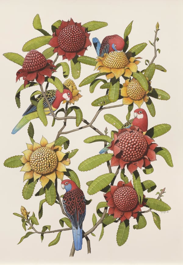 Angus Fisher Rosellas and Banksias, 2021 Ink pen and watercolour on paper 29.92 x 22.05ins (76 x 56cm) (artwork size) 31.5 x 23.62ins (80 x 60cm) (framed size)