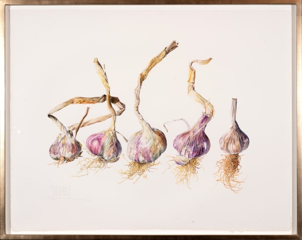Rosie Sanders French garlic , 2022 Watercolour on Antique handmade hot pressed paper 17.72 x 22.44ins (45 x 57cm) (artwork size) 19.29 x 24.02ins(49 x 61cm) (framed size)