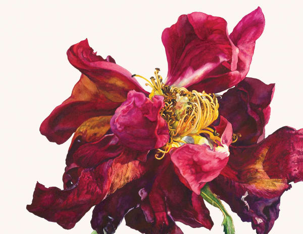 Rosie Sanders, Red sensation