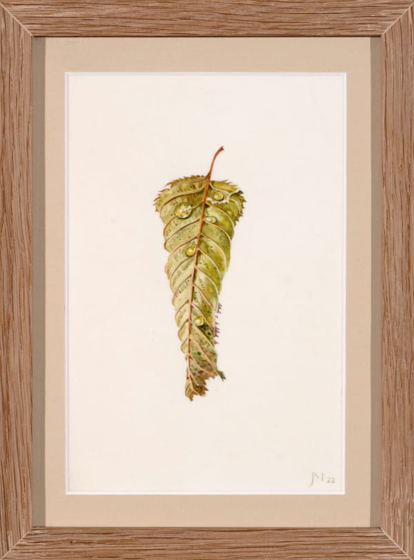Janet Marsh Carpinus petulis hornbeam, 2022 Watercolour on vellum 5.90 x 3.93ins (15 x 10cm) (artwork size) 7.87 x 5.82ins (20 x 14.8cm) (framed size) Signed JM 22