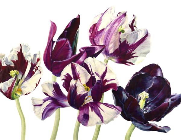 Rosie Sanders, A Wild Civility