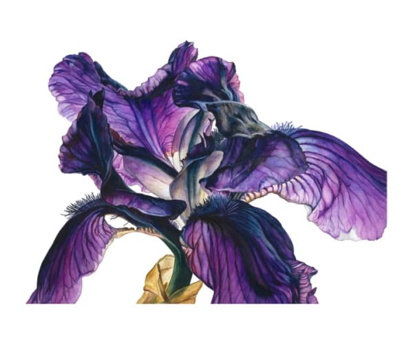 Rosie Sanders, Bearded Iris