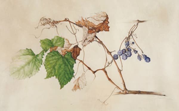 Kate Nessler, Concord Grapes