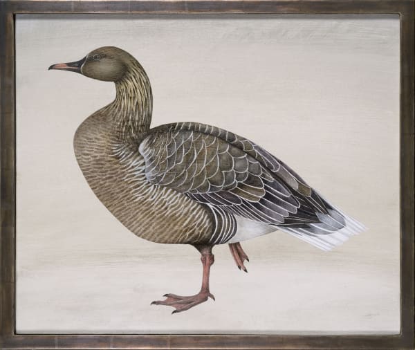 Harriet Bane, Pink Footed Goose