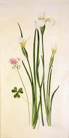 Kate Nessler, Siberian Iris and Oxalis