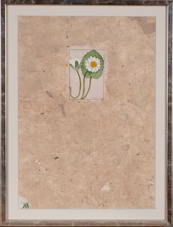 Yasmin Hayat, White Lily, 2022