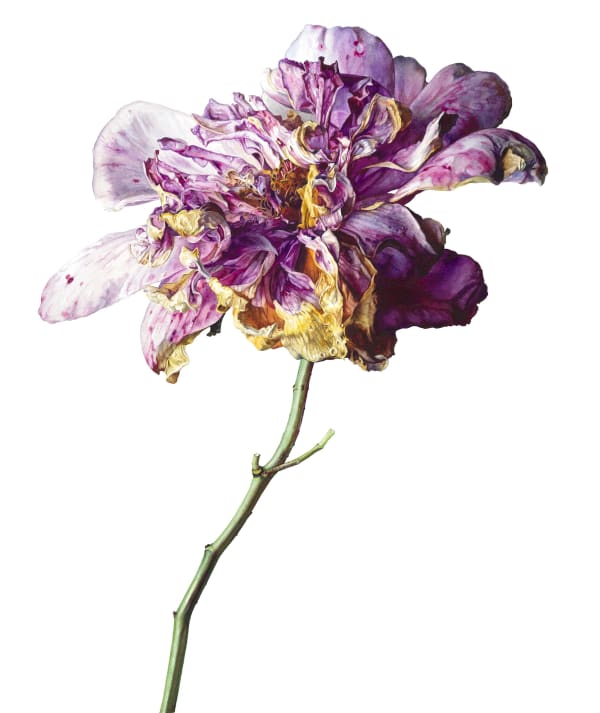 Rosie Sanders, Enigma