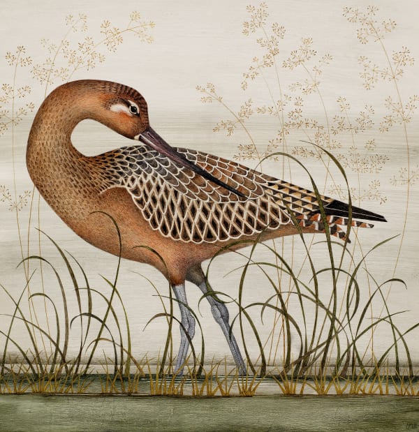 Harriet Bane, Bar-tailed Godwit, 2022