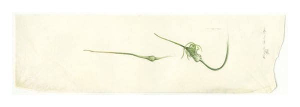 Kate Nessler, Garlic