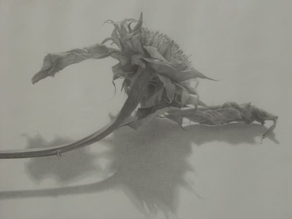 Susan Angharad Williams, Sunflower