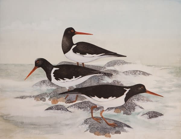 Harriet Bane, Three Oystercatchers
