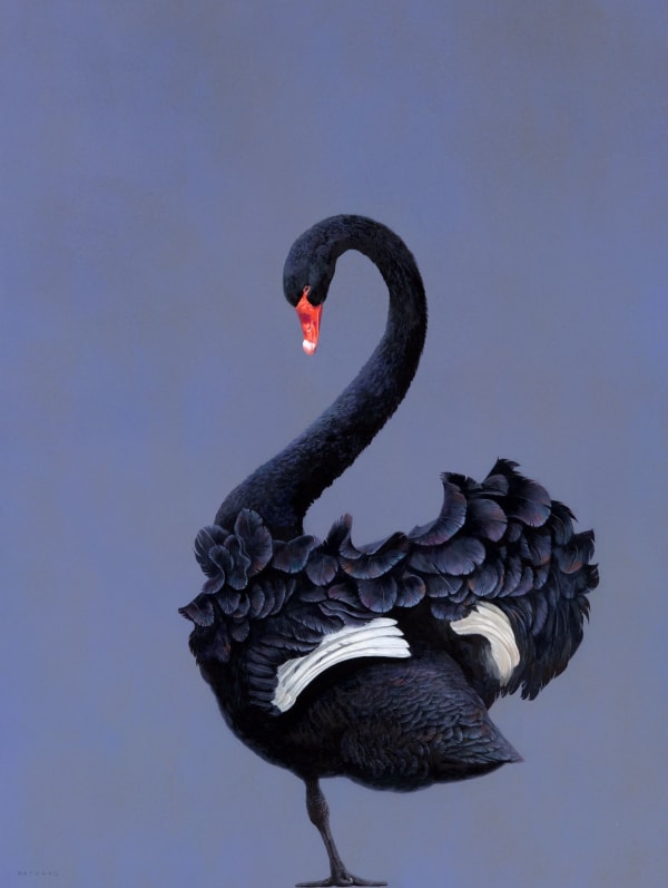 Tim Hayward, Black Swan, 2024