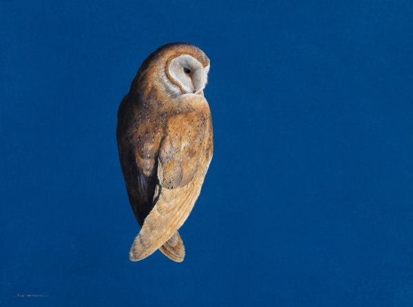 Tim Hayward Barn Owl - Ultramarine Watercolour and gouache on Fabriano Artistico 300gsm paper oil on panel 18 × 22 ins (45.72 × 55.88 cm)