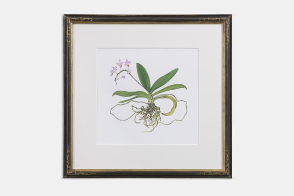 Kate Nessler, Phalaenopsis Equestris, 1995