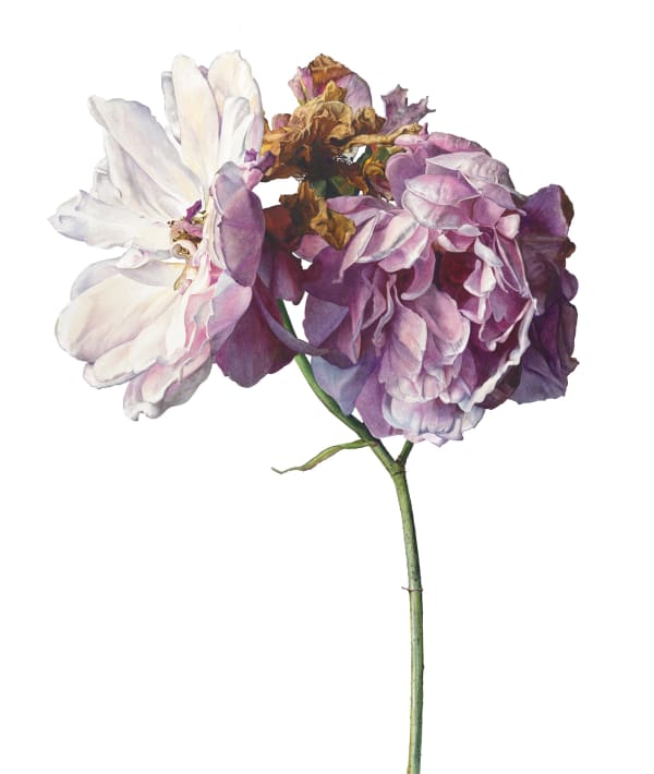 Rosie Sanders, Time and memory